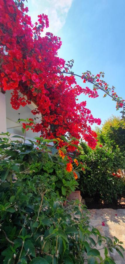 Xheko Rooms Dhermi Exterior photo
